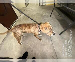 American Pit Bull Terrier Dogs for adoption in Ocala, FL, USA