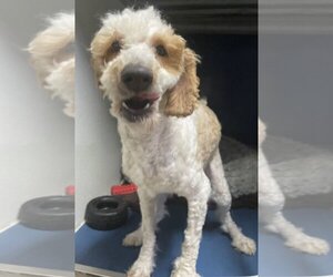 Poodle (Standard) Dogs for adoption in Stroudsburg, PA, USA
