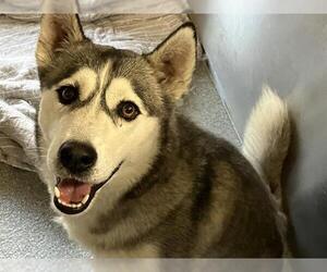 Siberian Husky Dogs for adoption in Orange, CA, USA