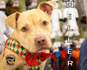 American Pit Bull Terrier Dogs for adoption in Oxford, MI, USA