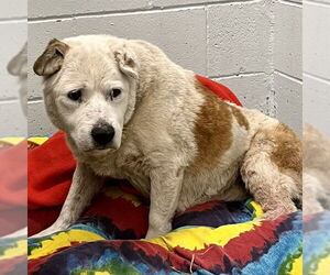 Mutt Dogs for adoption in Tavares, FL, USA