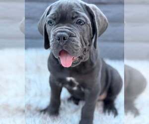 Mutt Dogs for adoption in Goodyear, AZ, USA