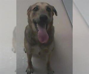 Shepradors Dogs for adoption in Nashville, TN, USA
