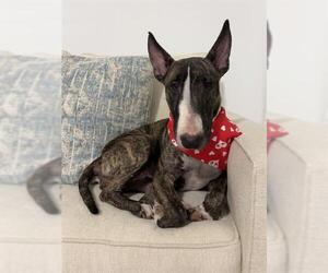 Bull Terrier Dogs for adoption in Baytown, TX, USA