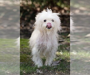 Maltese-Unknown Mix Dogs for adoption in Belleville, IL, USA