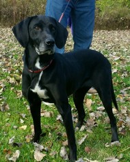 Bluetick Coonhound-Labrador Retriever Mix Dogs for adoption in Attica, NY, USA