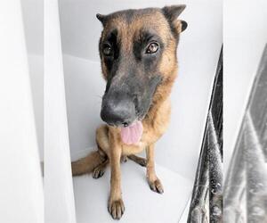 German Shepherd Dog Dogs for adoption in Houston, TX, USA