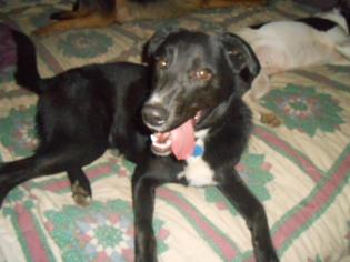 Border Collie-Unknown Mix Dogs for adoption in North Jackson, OH, USA