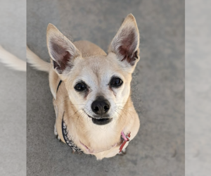 Chiweenie Dogs for adoption in San Diego, CA, USA