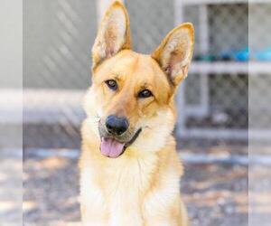German Shepherd Dog Dogs for adoption in Camarillo, CA, USA