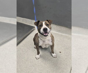 American Staffordshire Terrier Dogs for adoption in Tallahassee, FL, USA