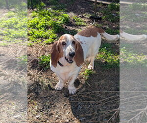 Basset Hound-Unknown Mix Dogs for adoption in Plainfield, IL, USA