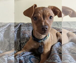 Chihuahua-Unknown Mix Dogs for adoption in Bellevue, WA, USA