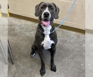 Great Dane-Unknown Mix Dogs for adoption in Texas City, TX, USA