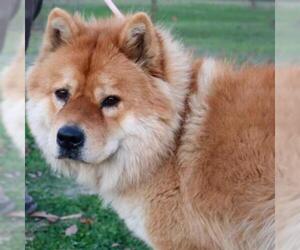 Chow Chow Dogs for adoption in Von Ormy, TX, USA