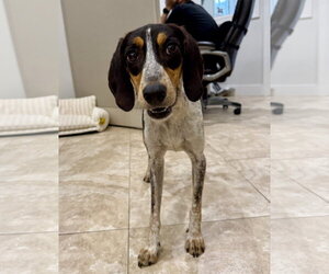 Bluetick Coonhound-Unknown Mix Dogs for adoption in Hilton Head, SC, USA