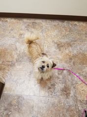Cairn Terrier Dogs for adoption in Middletown, MD, USA