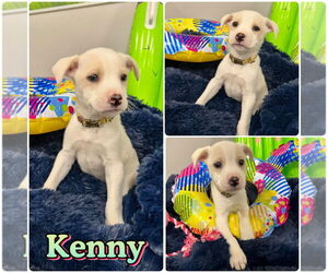 American Staffordshire Terrier-Labrador Retriever Mix Dogs for adoption in Pierceton , IN, USA