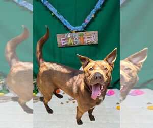 Labrador Retriever-Unknown Mix Dogs for adoption in Franklin, North Carolina, NC, USA