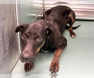 Doberman Pinscher-Unknown Mix Dogs for adoption in Moreno Valley, CA, USA