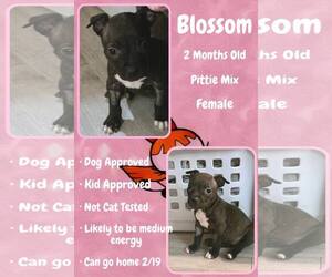 Mutt Dogs for adoption in Jacksonville, NC, USA