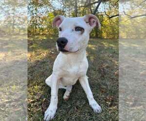 American Staffordshire Terrier-Unknown Mix Dogs for adoption in Wenonah, NJ, USA