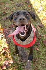 Medium Photo #1 American Pit Bull Terrier-Labrador Retriever Mix Puppy For Sale in Temple, GA, USA
