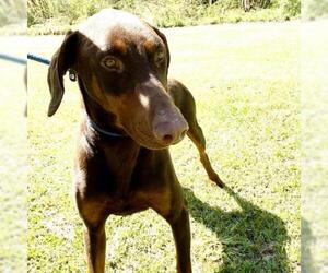 Doberman Pinscher Dogs for adoption in Lucedale, MS, USA