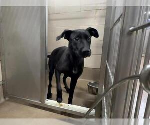 Labrador Retriever-Unknown Mix Dogs for adoption in Aurora, IL, USA