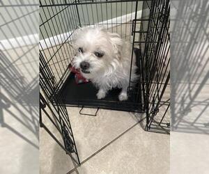 Mutt Dogs for adoption in San Antonio, TX, USA