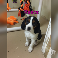 Medium Photo #1 Treeing Walker Coonhound Puppy For Sale in Fenton, MO, USA