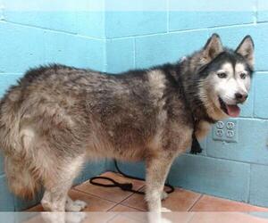 Siberian Husky Dogs for adoption in Downey, CA, USA