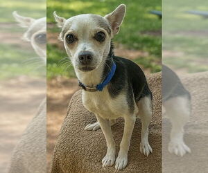 Chihuahua Dogs for adoption in San Diego , CA, USA