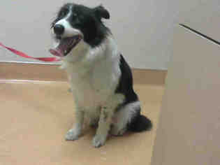 Border Collie Dogs for adoption in Martinez, CA, USA