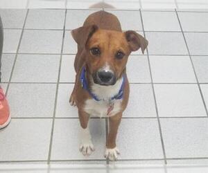 Mutt Dogs for adoption in Canfield, OH, USA