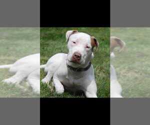 American Staffordshire Terrier-Bulldog Mix Dogs for adoption in Ardsley, NY, USA