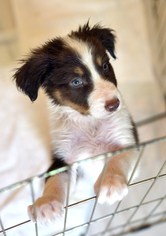 Border Collie Dogs for adoption in Chattanooga, TN, USA