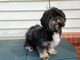 Lhasa Apso Dogs for adoption in Rock Hill, SC, USA