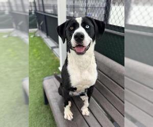 Mutt Dogs for adoption in San Francisco, CA, USA