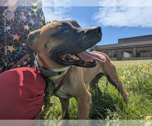 Boxer-Unknown Mix Dogs for adoption in Denver, CO, USA