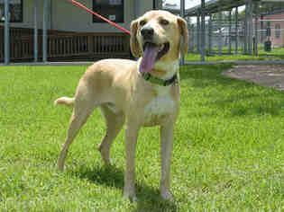 Labmaraner Dogs for adoption in Houston, TX, USA