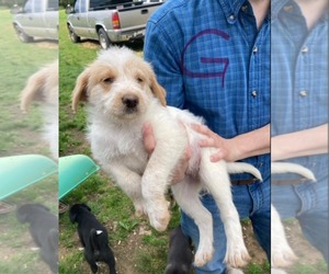 Poodle (Standard)-Unknown Mix Dogs for adoption in SHERBURNE, NY, USA