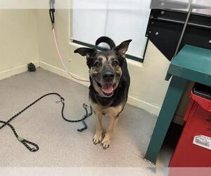 German Shepherd Dog Dogs for adoption in Pasadena, CA, USA