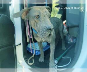 Chinese Shar-Pei-Plott Hound Mix Dogs for adoption in Ocala, FL, USA
