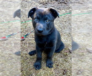 Labrador Retriever-Unknown Mix Dogs for adoption in Bellevue, WA, USA