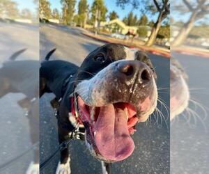 American Pit Bull Terrier Dogs for adoption in Santa Maria, CA, USA