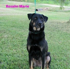 Medium Photo #1 Rottweiler Puppy For Sale in Lake Jackson, TX, USA