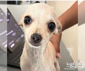Chihuahua-Unknown Mix Dogs for adoption in Washington, DC, USA