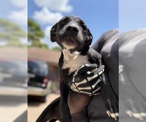 Labrador Retriever Dogs for adoption in Houston, TX, USA