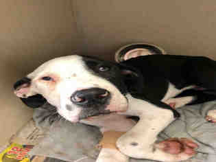 Dalmatian Dogs for adoption in Houston, TX, USA